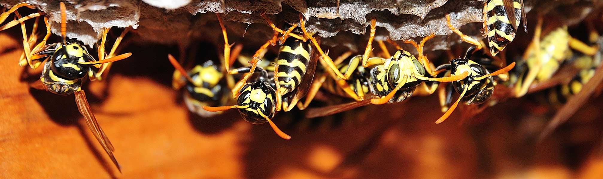 wasps nest leicestershire pest control